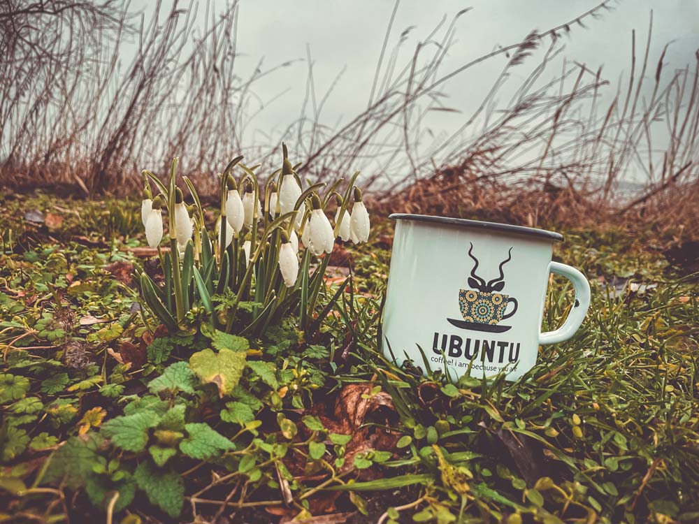 Travelling Ubuntu Koppie With Snowdrop Flowers Lolland Denmark